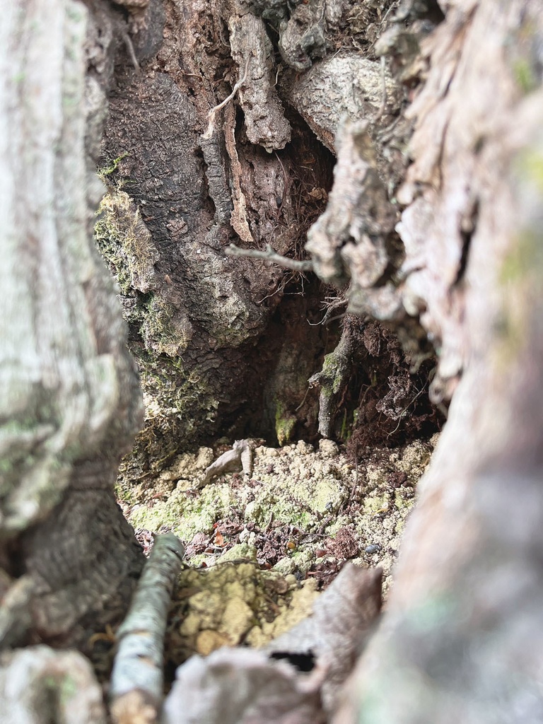 写真素材_008：空洞木