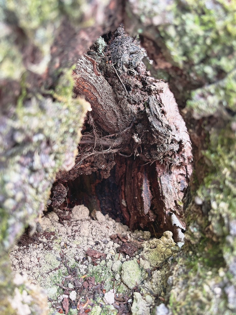 写真素材_009：空洞木