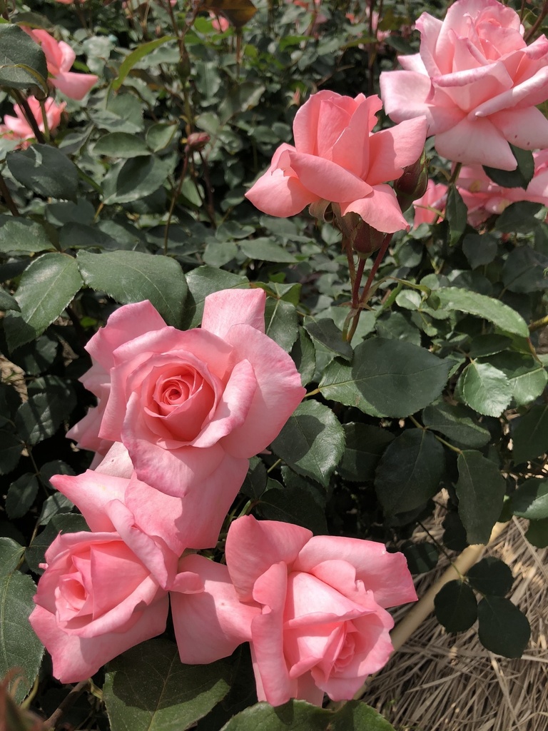 写真素材_015：バラ/薔薇