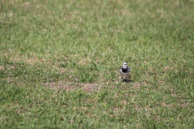 写真素材_025：鳥