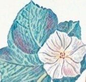 夕顔/カミツレ（Prod by GRAP）