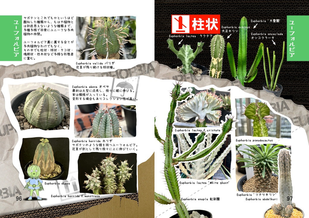 珍草図鑑