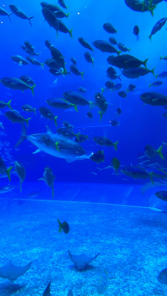 スマホ壁紙　水族館癒し画像
