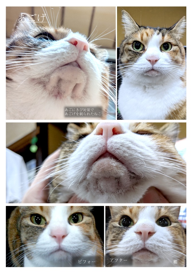 ちまくさ記録(紙版)