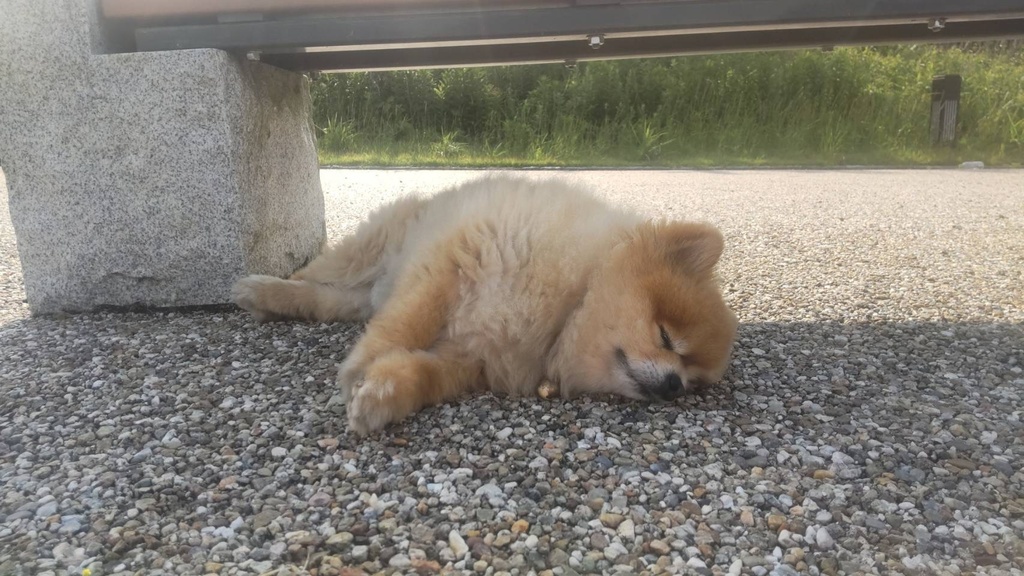 らんだむ　ぽすとかーど