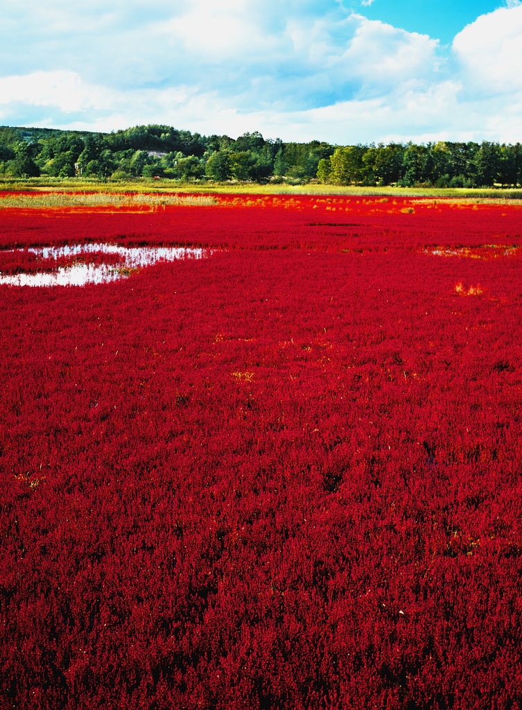 【背景. 印刷 Web素材. B5 A4 】⓫