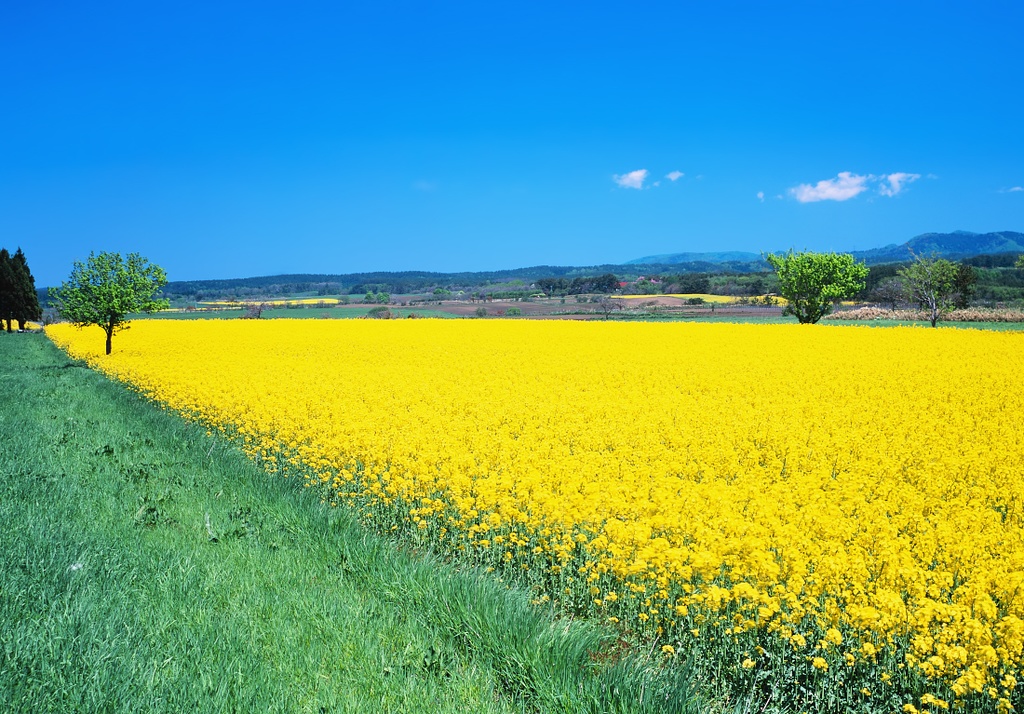 【背景. 印刷 Web素材. B5 A4 】⓬