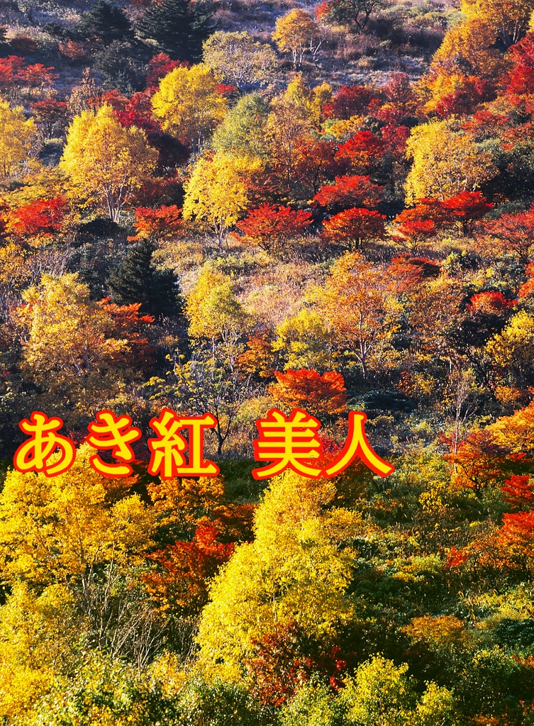 【背景. 印刷 Web素材. B5 A4 】⓭