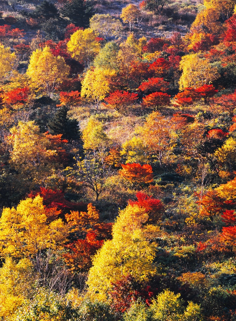 【背景. 印刷 Web素材. B5 A4 】⓭