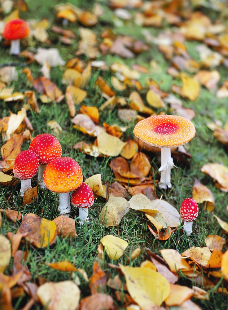 【背景. 印刷 Web素材. B5 A4 】⓴