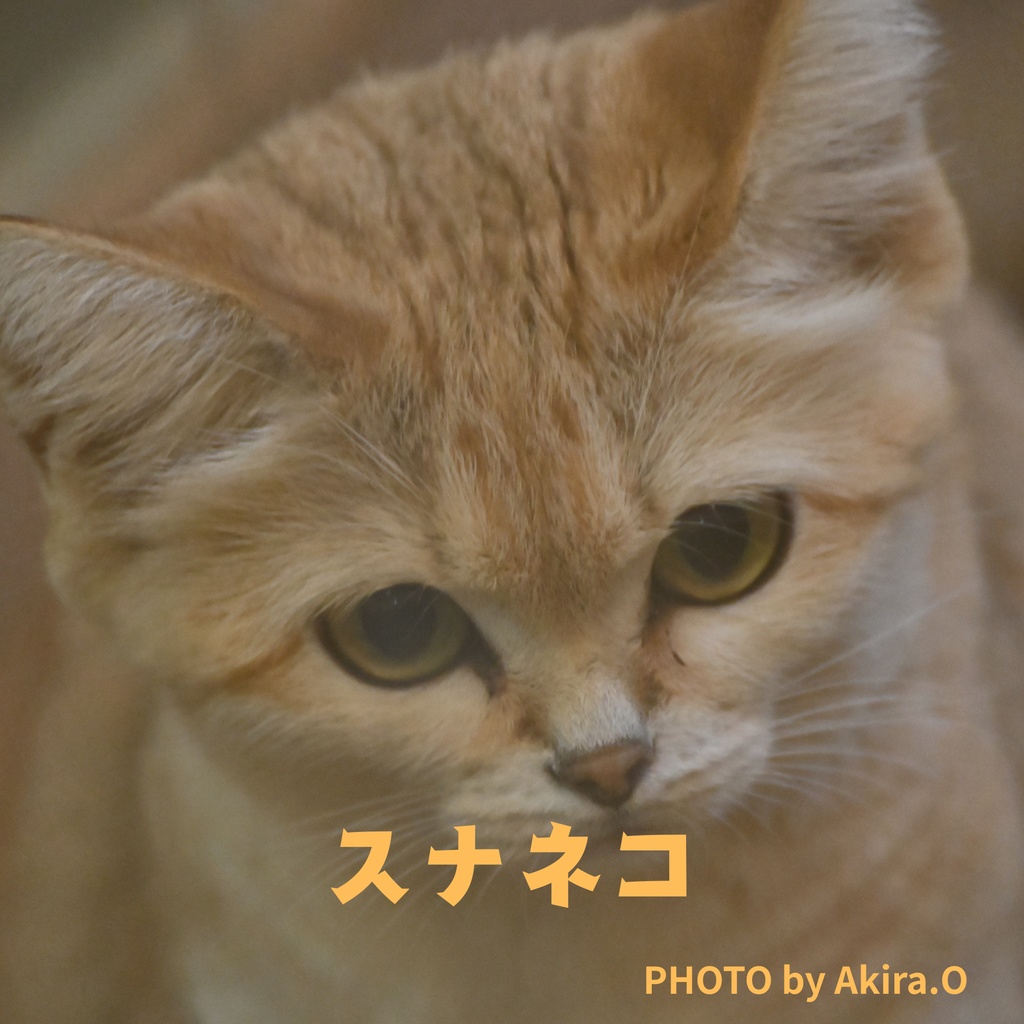 「スナネコ」写真集