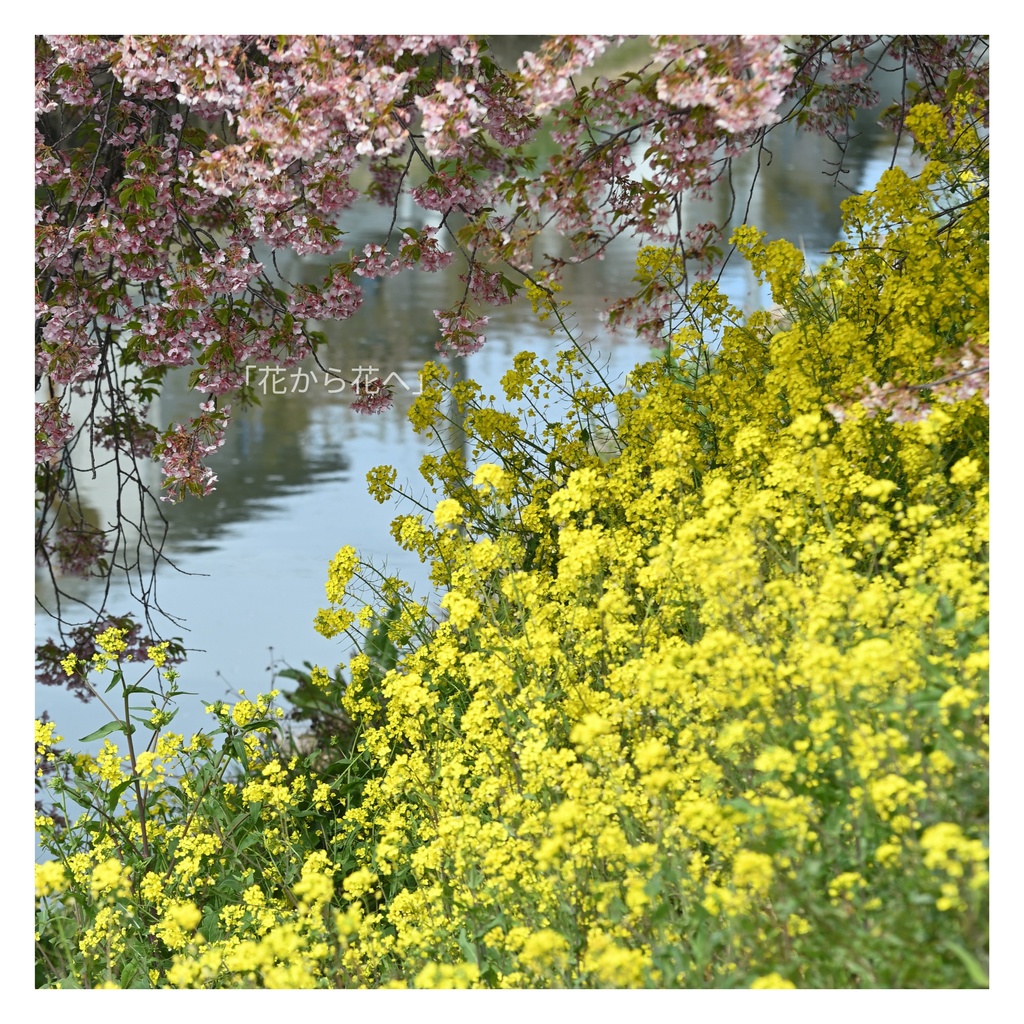 花から花へ