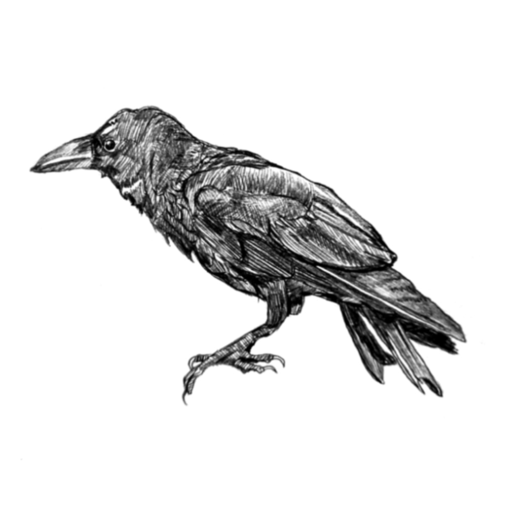【試作版】手描きアニメ素材｜線画カラス｜完成版は後日リリース予定