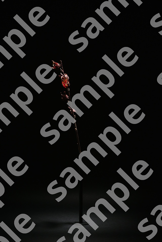 Self-Made Dry Flowers