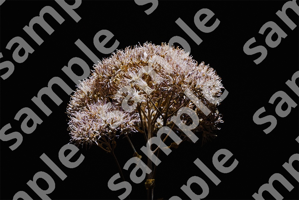 Self-Made Dry Flowers