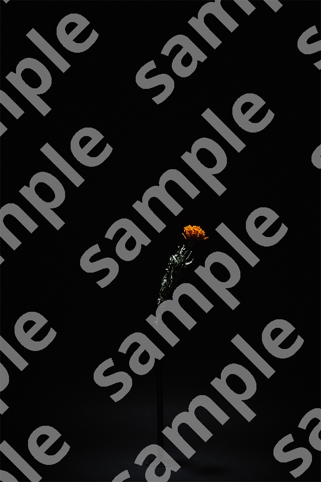 Self-Made Dry Flowers