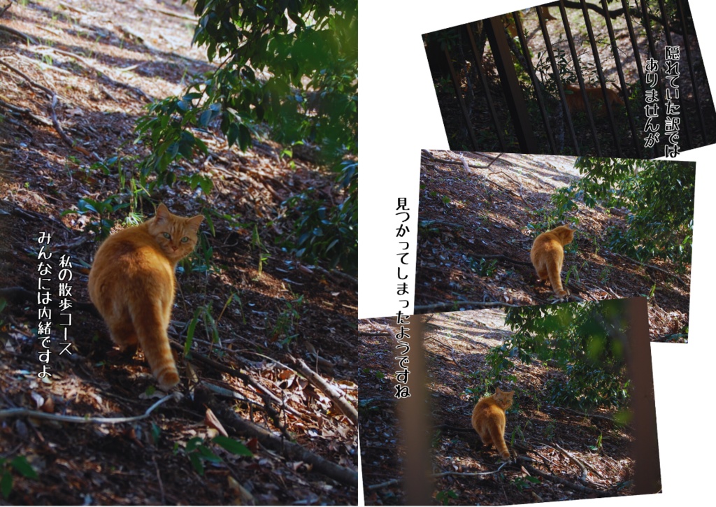 【写真詩集】猫と目が合う ─あなたの瞳に出会う日─(A4サイズ|24pフルカラー)