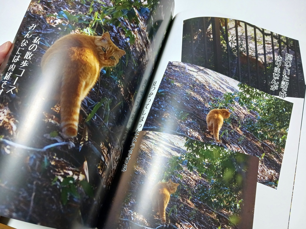 【写真詩集】猫と目が合う ─あなたの瞳に出会う日─(A4サイズ|24pフルカラー)