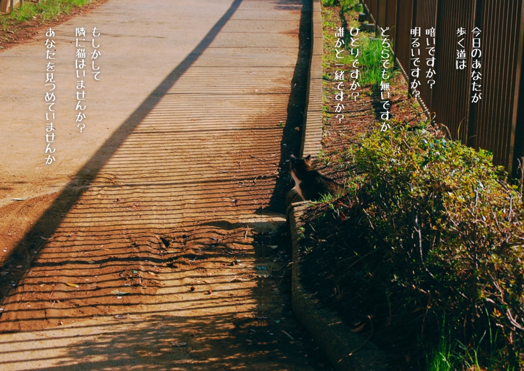 【写真詩集】猫と目が合う ─あなたの瞳に出会う日─(A4サイズ|24pフルカラー)