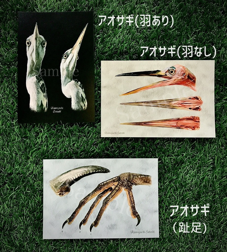 【ポストカード】アオサギ3種