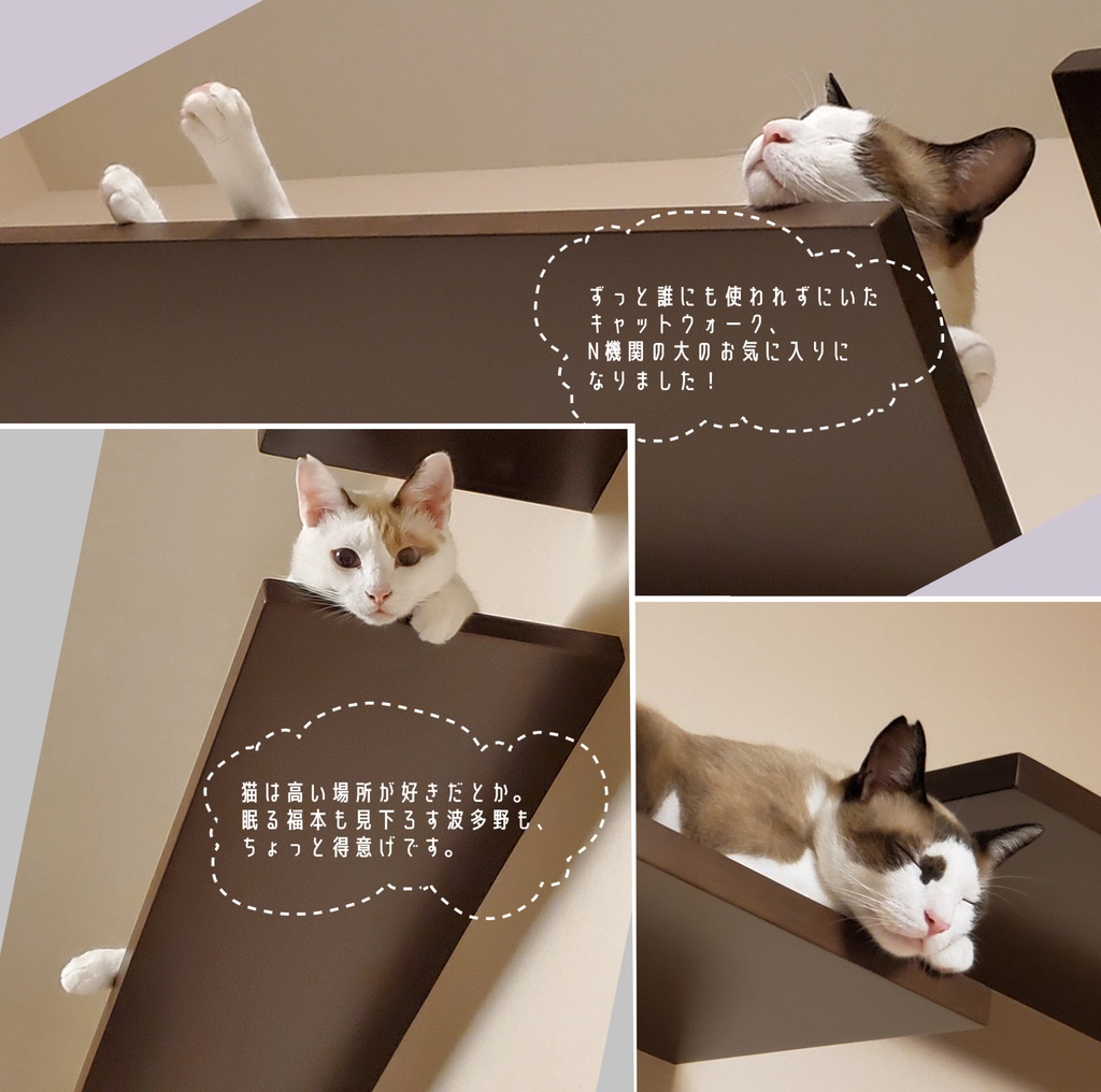 ゆるりねこ すやりねこ N機関写真集2