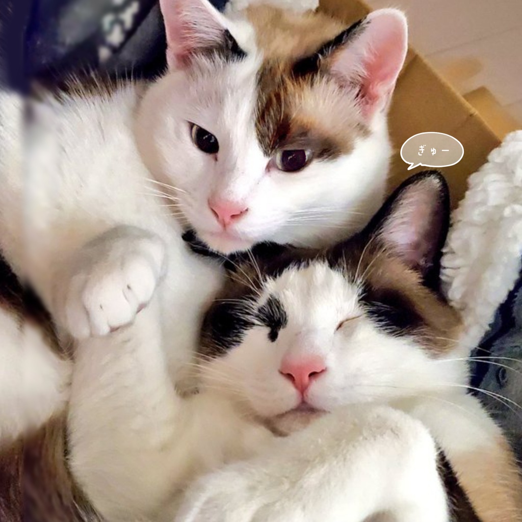 ゆるりねこ すやりねこ N機関写真集2