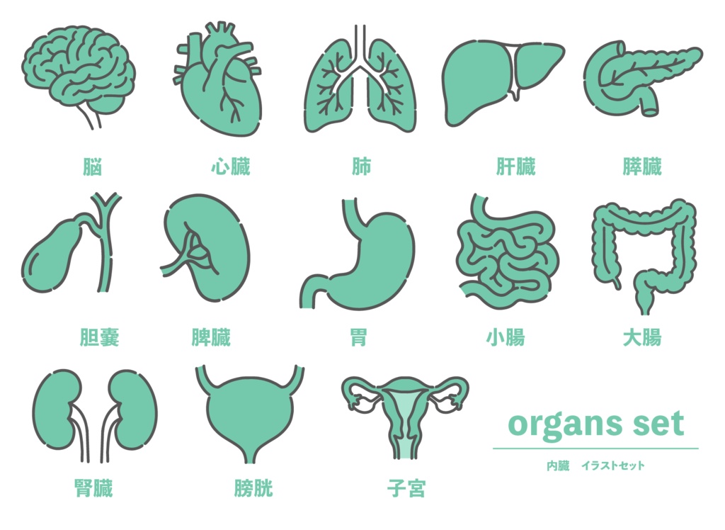 脳、心臓、肺など13種類の内臓・臓器イラストセット