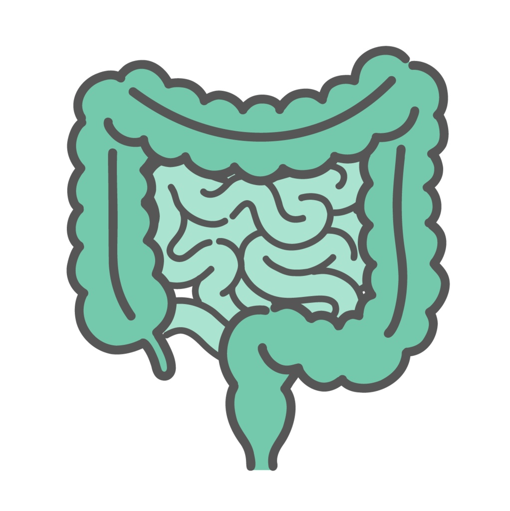 小腸と大腸（腸全体）のイラスト