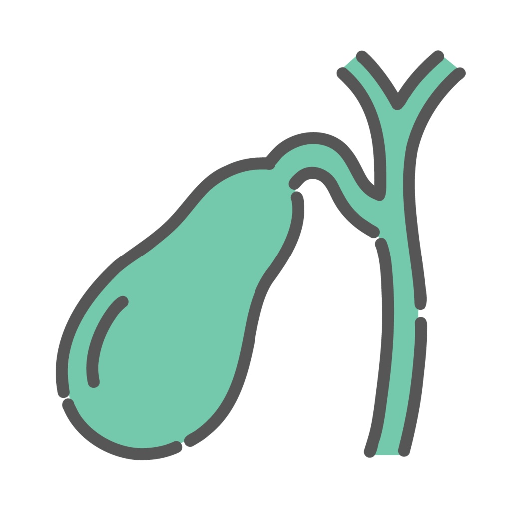 胆嚢（たんのう）のイラスト