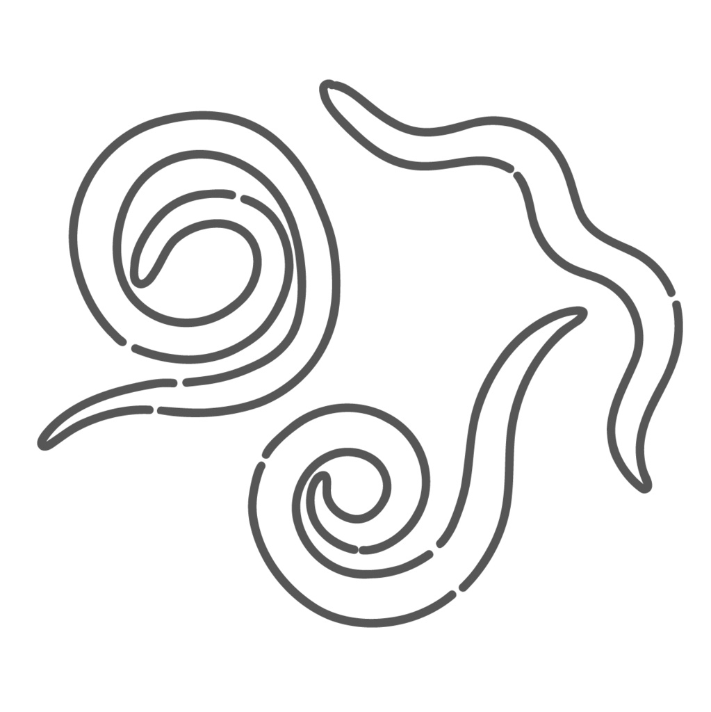 アニサキス（寄生虫・幼虫）のイラスト