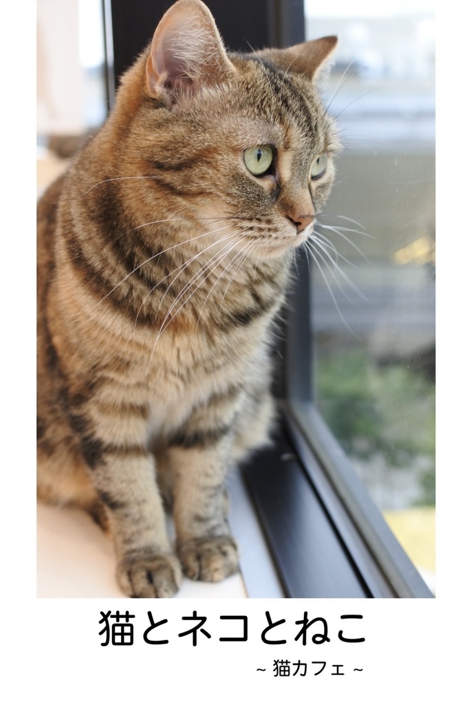 『猫とネコとねこ ~猫カフェ~』 デジタル版