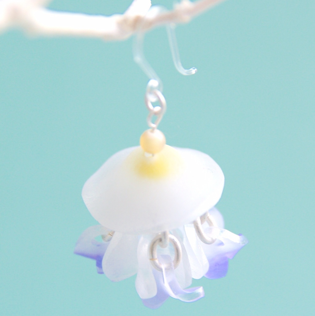 コティロリーザ・ツベルクラータ