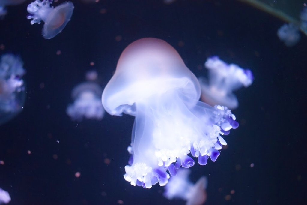 コティロリーザ・ツベルクラータ