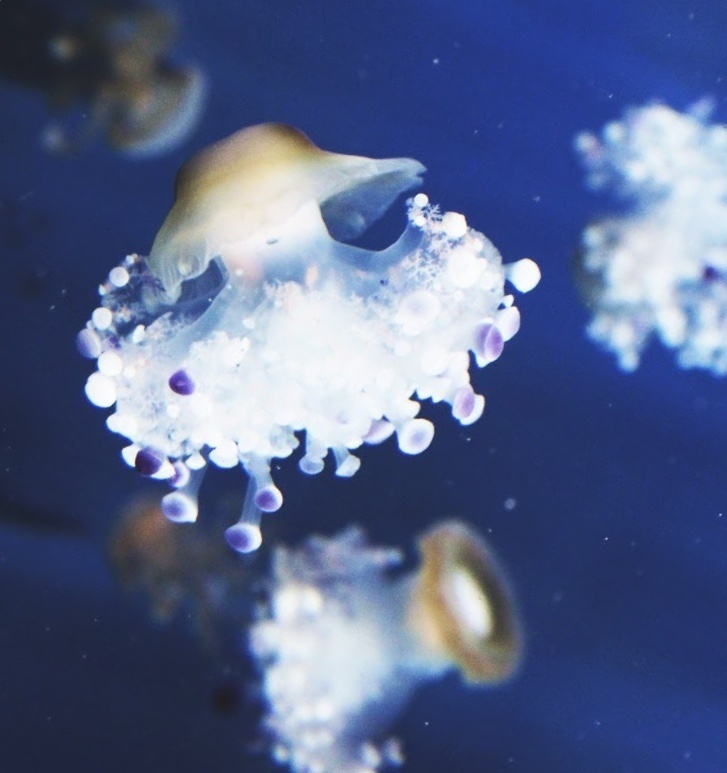 コティロリーザ・ツベルクラータ