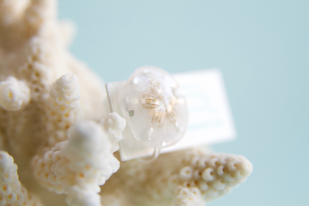 スカシカシパン(茶)