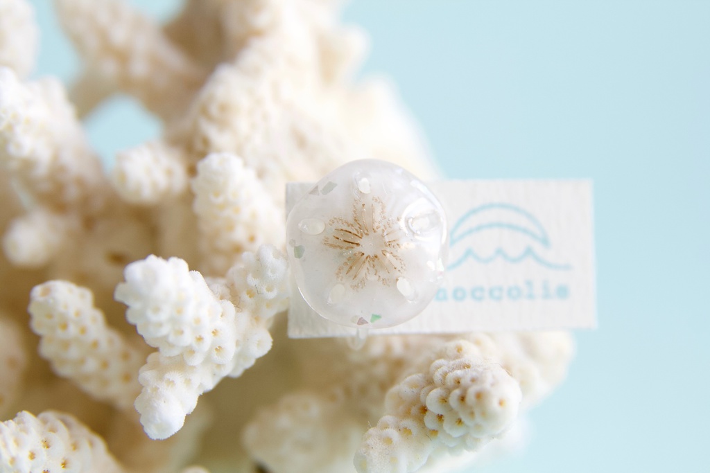 スカシカシパン(茶)