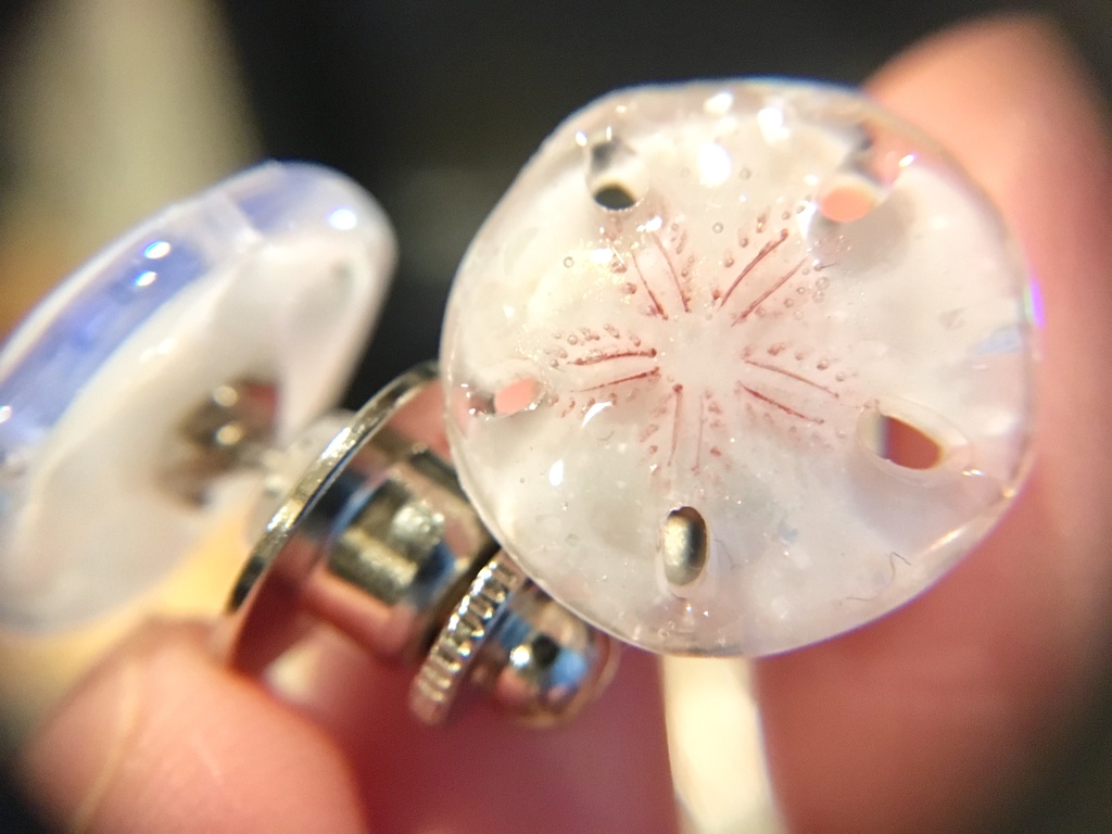 スカシカシパン(茶)