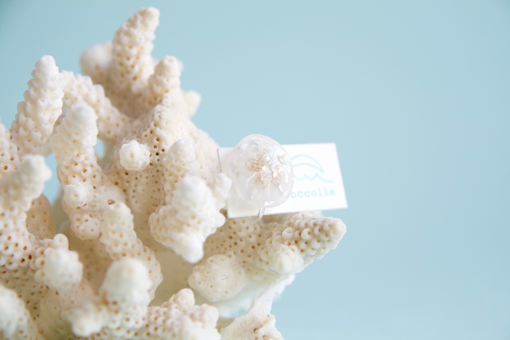 スカシカシパン(茶)