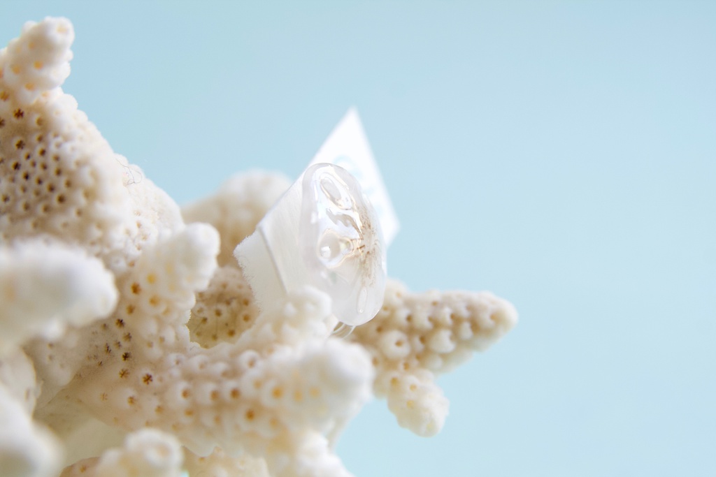 スカシカシパン(茶)