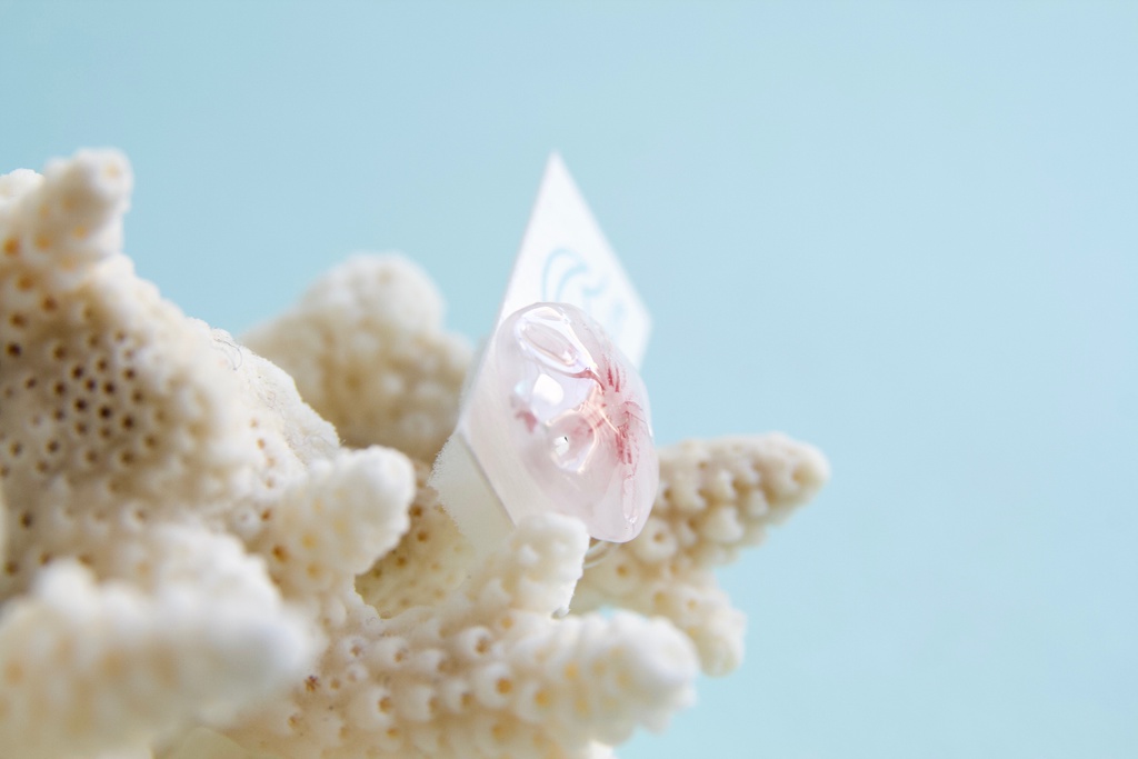 スカシカシパン(赤)