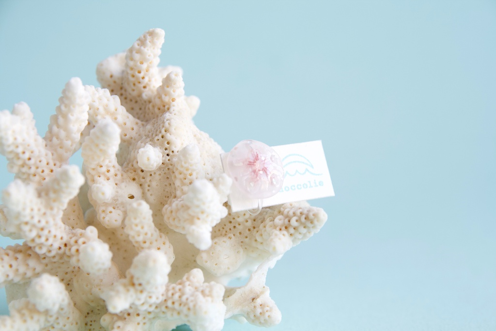 スカシカシパン(赤)