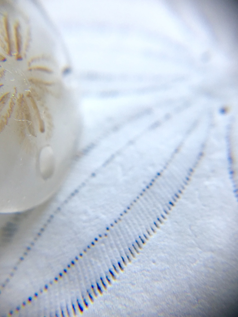 スカシカシパン(赤)