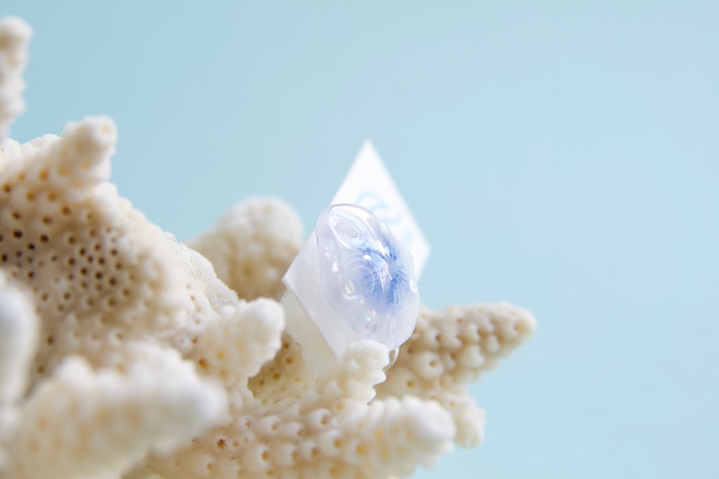 スカシカシパン(青)