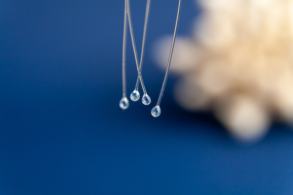 リュウセイクラゲ