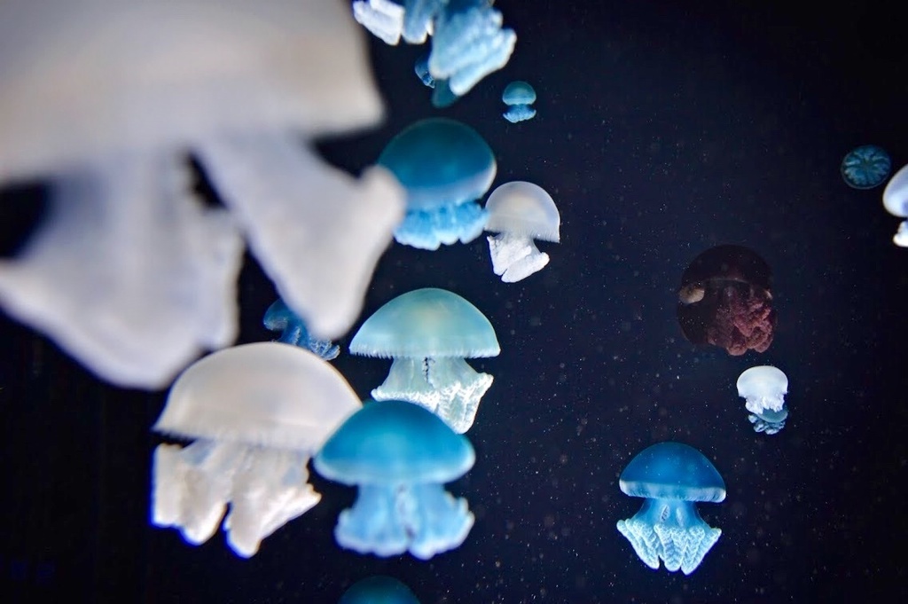 カラージェリー(水)