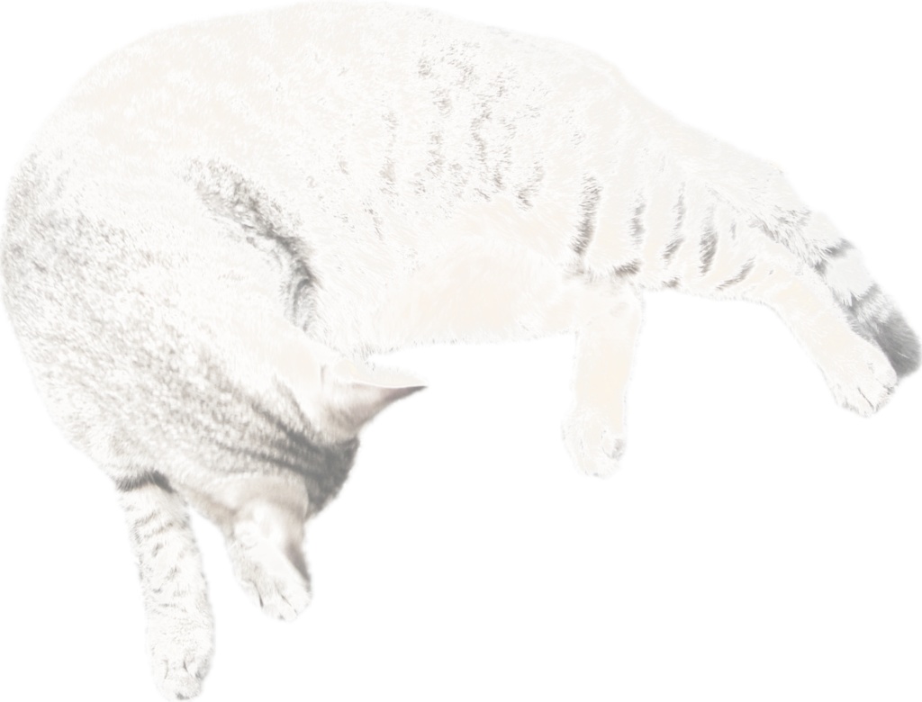 透け猫（キジトラ）