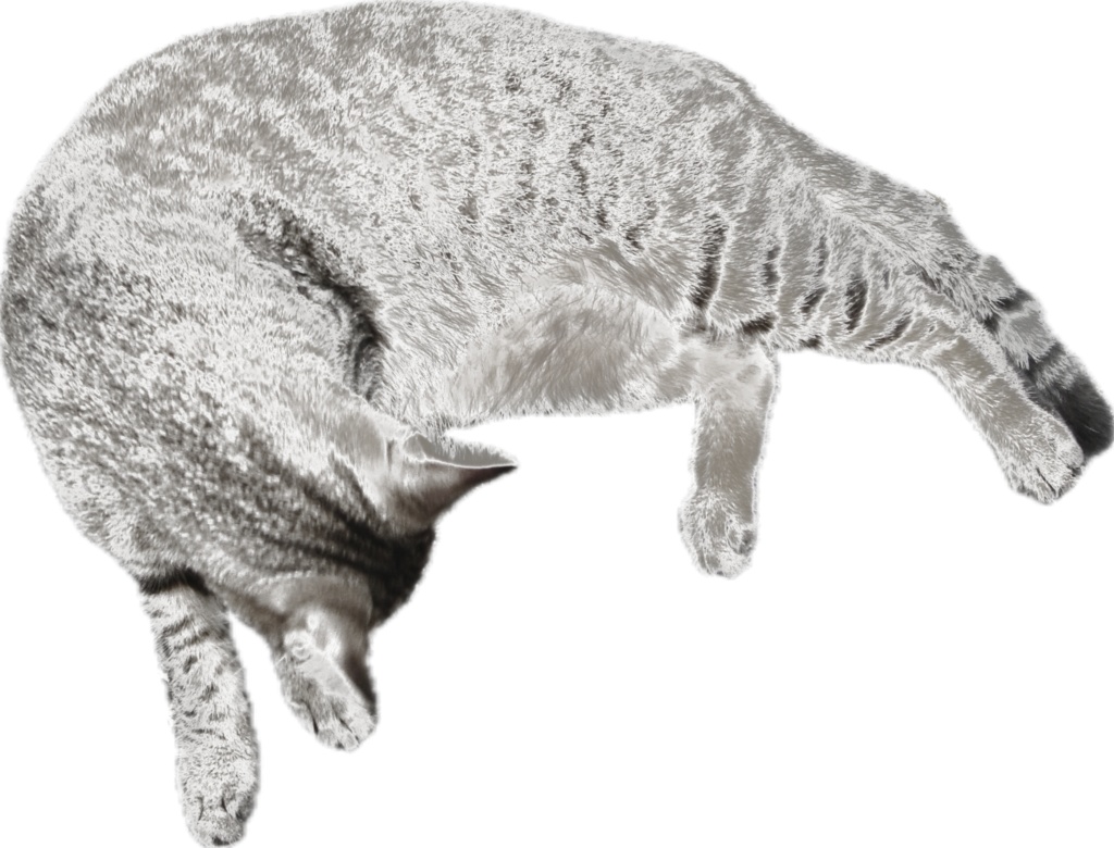 透け猫（キジトラ：黒足し）