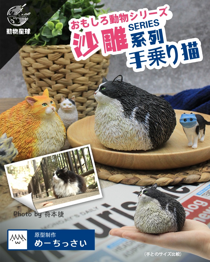 手乗り猫