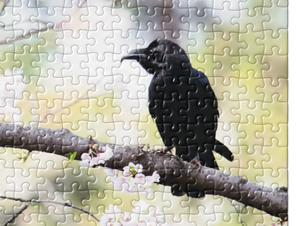 【パズル】花見をするカラス