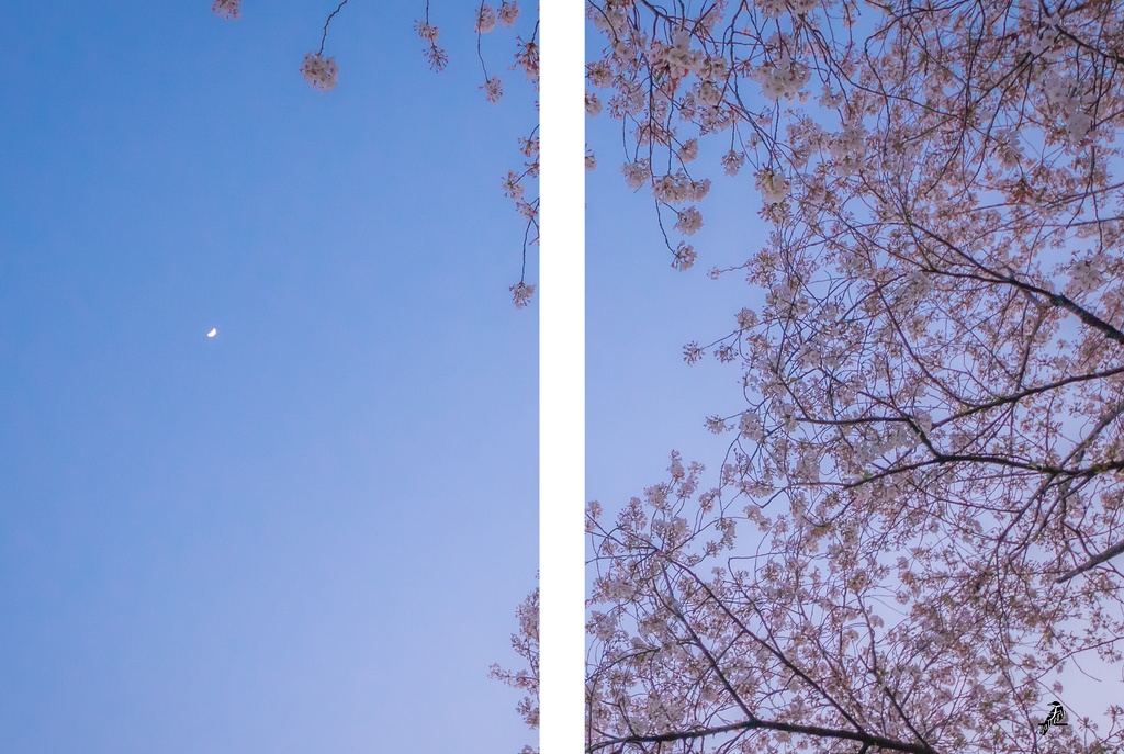 【A5】表紙用素材「見上げる夜桜」